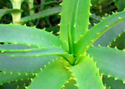 Bild: Aloe Vera Pflanze